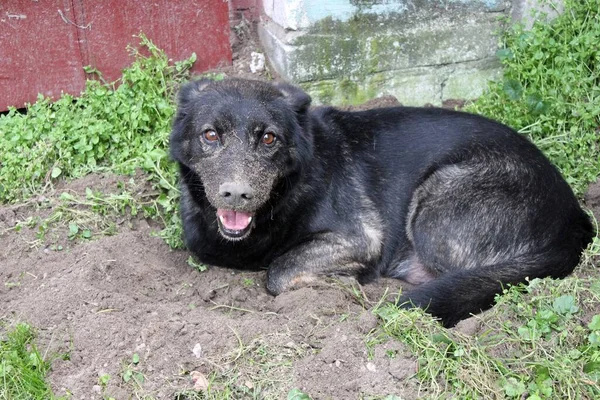 Black Dog Lies Hole Has Dug Has His Muzzle Soiled — Stock Photo, Image