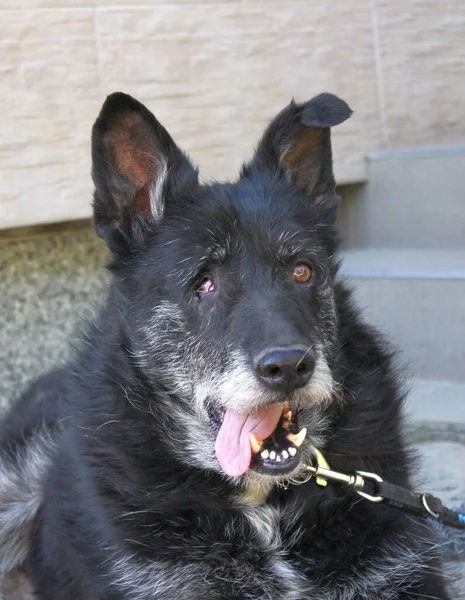 Tek gözü olmayan büyük siyah bir köpeğin portresi. Köpek daha yaşlı, bir sürü gri saçı var. Kahverengi gözüyle uzaktaki bir yere bakıyor. Ağzı açık ve esniyor. Ayakta kulakları var. Teriyer tipi var..