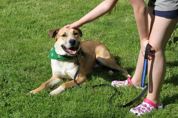 Bir pibull karışımı bir çocuk tarafından okşanır. Köpek çimlerin üzerine uzanır ve mutludur. Çocuk tasmayı tutuyor ve onun başını okşuyor. Çok dost canlısı ve nazik bir köpek olduğunu görebilirsiniz..