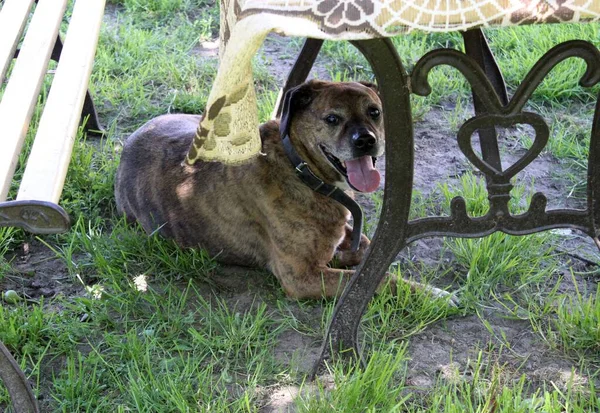Köpek masanın altına saklanır ve kendini gölgedeki sıcaktan korur. Yaz mevsimindeyiz ve çok sıcak. Yaşlı bir köpek bahçede dinleniyor çimlerin gölgesinde.. 