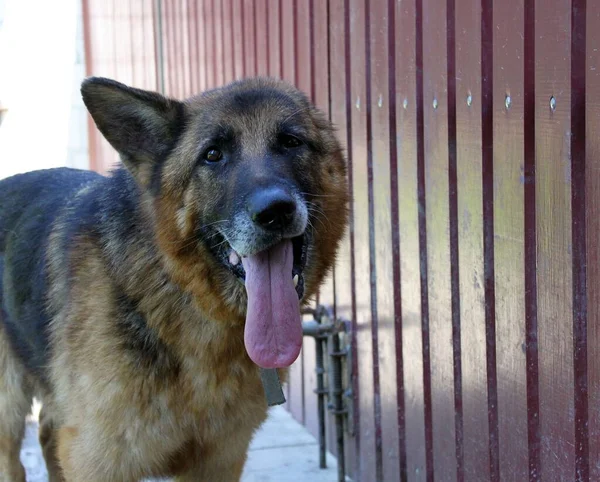 Bir kulağı olmayan (kulağı kesildikten sonra) yaşlı bir Alman çoban köpeği portresi. Arka planda raylı bir çit var.. 