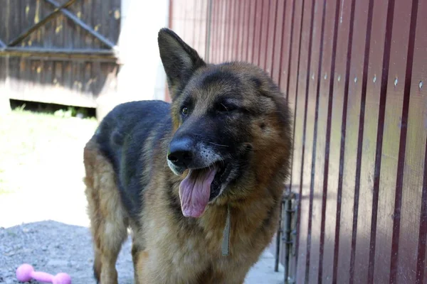 Ritratto Vecchio Cane Pastore Tedesco Senza Orecchio Dopo Amputazione Dell — Foto Stock