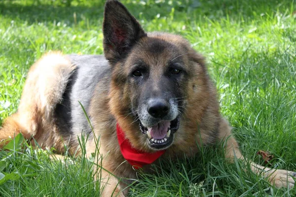 Bir kulağı olmayan (kulağı kesildikten sonra) yaşlı bir Alman çoban köpeği portresi. Mutlu bir köpek çimlerin üzerinde uzanıyor. Boynunda kırmızı bir bandana var..