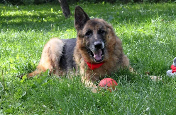 Bir kulağı olmayan (kulağı kesildikten sonra) yaşlı bir Alman çoban köpeği portresi. Mutlu bir köpek çimlerin üzerinde uzanıyor. Boynunda kırmızı bir bandana ve patilerinin arasında en sevdiği top var..