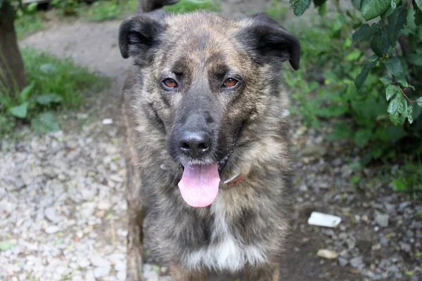 Tehditkar görünen büyük bir salamura köpek. Onun güzel kahverengi gözleri var. Arka planda yeşillik ve küçük çakıl taşları var..