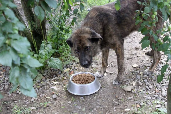 Alimentar Cão Sem Abrigo Grande Cão Brindle Faminto Come Ansiosamente — Fotografia de Stock