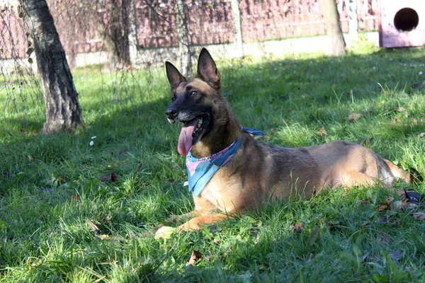 Belçikalı bir çoban köpeği oyun oynadıktan sonra çimlerin üzerinde dinleniyor. Boynuna renkli bir bandana takmış.. 