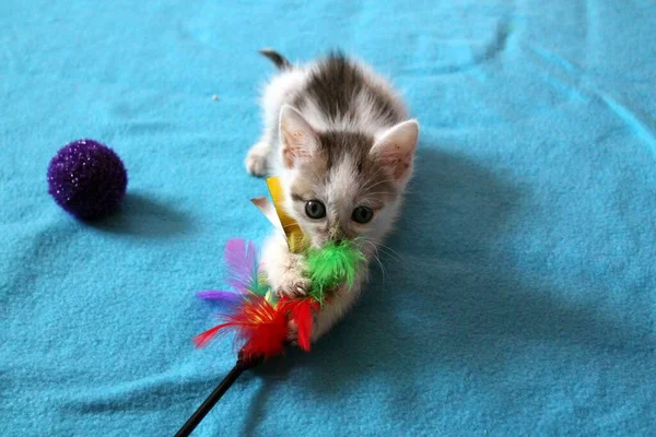 Minik bir kedi yavrusu ve iyileştikten sonra oynadığı ilk oyun. Beyaz ve siyah bir kedi yavrusu mavi bir battaniyede renkli tüylerle oynar..