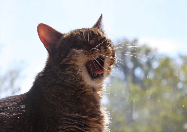 Sweet Yawning Cat Blurred Background Yawning Kitten Illuminated Sunlight Coming — Stock Photo, Image