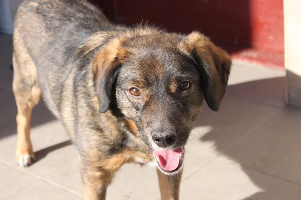 Tüylü kulakları olan neşeli, sıradan, kahverengi bir melez. Kameraya bakar ve gülümser. Evin kapısının dışında bir köpeğin portresi..