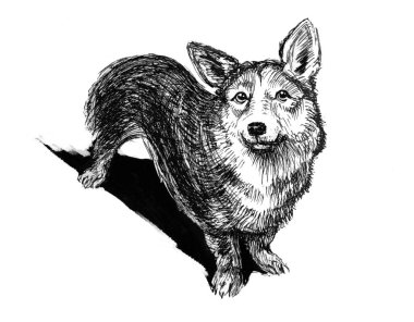 Corgi dog - illustration made with a pen, black and white drawing. Cute dog in a gentle perspective. Portrait of the whole silhouette. Sketch by handmade.