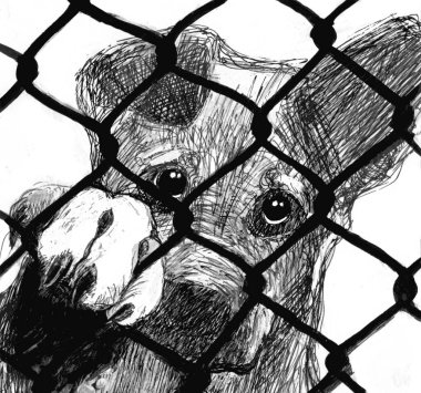 A dog in a shelter. Black and white illustration made by hand. Mongrel sad looking through the net. Homeless mutt. Portrait of a dog behind a fence. 