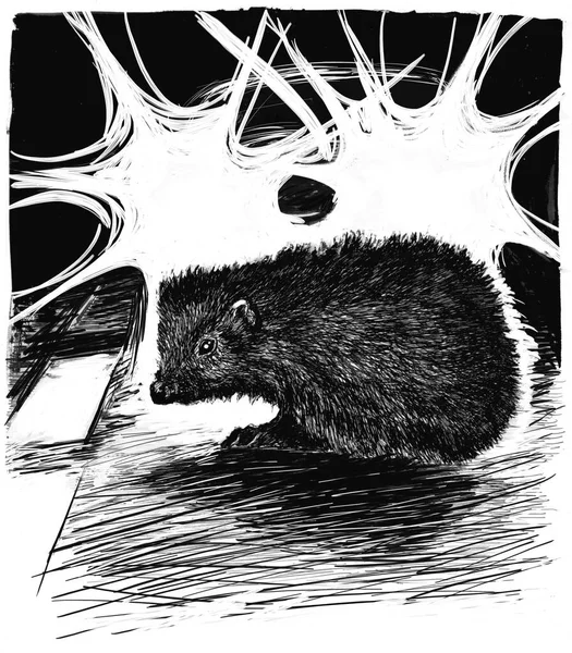 Attention Hedgehog Road Illustration Made Thin Pen Hedgehog Illuminated Lights — Stok Foto