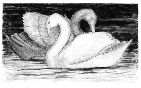 Two swans in love floating on the water - a drawing made in pencil. The illustration shows beautiful majestic white birds. Handmade monochrome sketch.