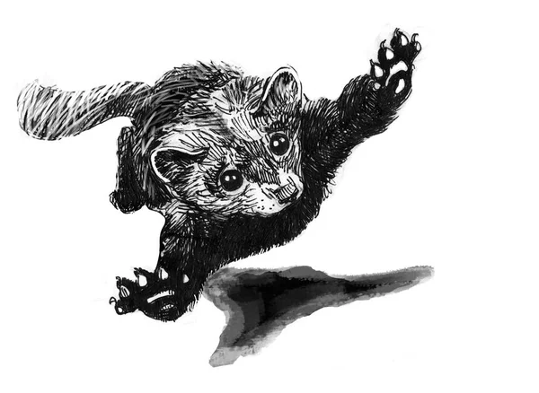 A ferret on the run, in flight. Black and white drawing made with thin pen and ink. Illustration made by hand.