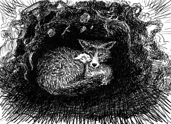 Foxes in a burrow, a fox with a puppy sleeping and cuddled with its mother. Black and white pen drawing. Illustration made by hand. 