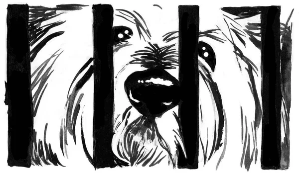 Dog Shelter Black White Handmade Illustration White Shaggy Dog Sadly — ストック写真