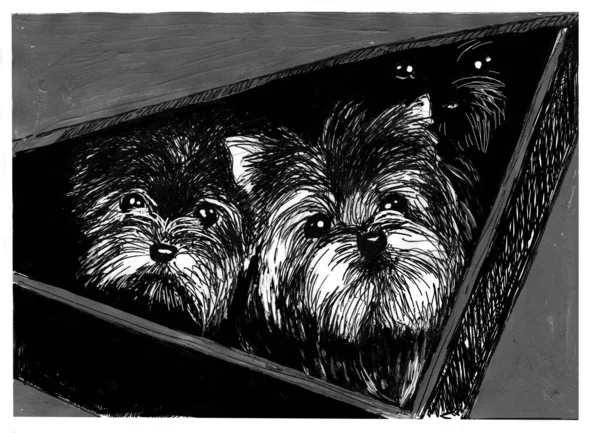 ヨークシャーのテリアの子犬たちは彼らの箱から不思議なことに見上げます 羽や塗料の助けを借りて作られたモノクロームのイラスト — ストック写真