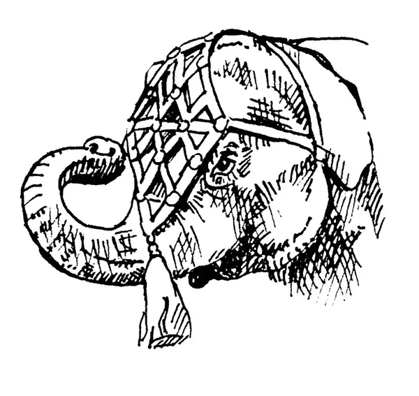 Elephant portrait, Indian elephant head. Circus elephant. Black and white linear sketch. Cartoon style. White background. Illustration done with pen (dashes alone).