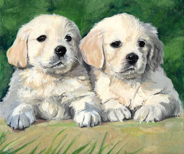 Πορτρέτο Δύο Κουταβιών Γκόλντεν Ριτρίβερ Χρώμα Μπισκότου Δύο Σκυλιά Θέτουν — Φωτογραφία Αρχείου