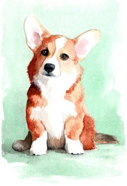 Kırmızı beyaz bir Galli Corgi Pembroke köpeğinin portresi. Oturmuş bir köpeğin tüm figürü önüne bakıyor. Resimler suluboya boyalarla yapılır. 