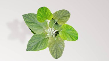 3 Boyutlu Resim Yeşil Yaprak