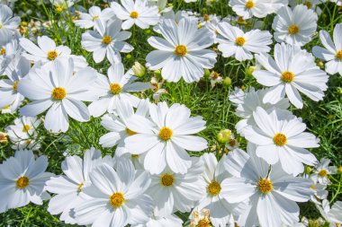 Kapalı güzel beyaz kozmos çiçekleri Sabah bahçede