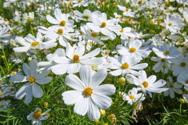 Kapalı güzel beyaz kozmos çiçekleri Sabah bahçede