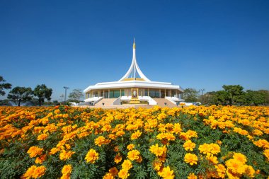 Tayland 'ın Suan Luang Rama IX' inde güzel kadife çiçekleri ve mavi gökyüzü ile çevrili Rajamangkala Salonu (Kraliyet Sarayı).
