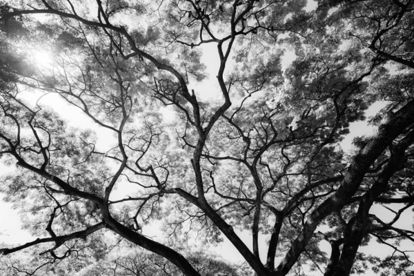 黒と白の太陽の光が大きな木の上に輝いて アリの目のビュー — ストック写真