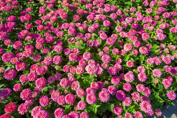 Bahçede sabah ışığında güzel zinnia çiçekleri