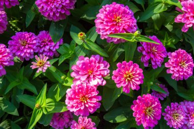 Büyük yakın plan güzel sabah ışıklarıyla bahçedeki sıradan zinya çiçekleri