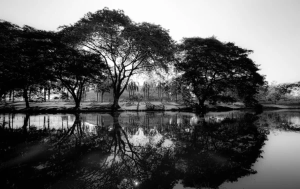 Czarne Białe Wielkie Drzewa Rozciągnięte Wzdłuż Brzegów Wody Pięknymi Refleksjami — Zdjęcie stockowe