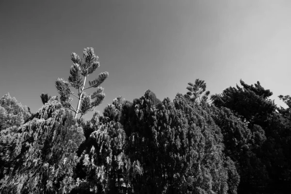 Чорно Білий Багато Різновидів Великої Сосни Саду Блакитним Небом — стокове фото