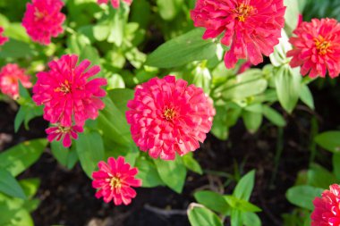 Pembe Zinnia çiçekleri bahçede güzeldir.