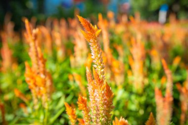 Yakın plan Celosia Argentea çiçekleri bahçede