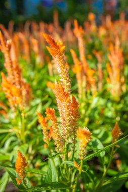 Yakın plan Celosia Argentea çiçekleri bahçede