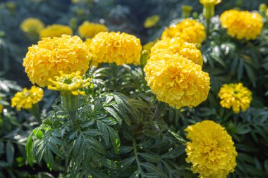 Yakın plan Bahçede güzel kadife çiçekleri