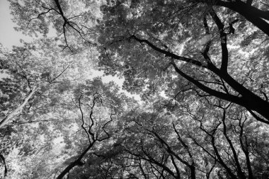 Siyah beyaz güneş ışığı büyük ağacın tepesinde parlıyor, karıncalar bakıyor.