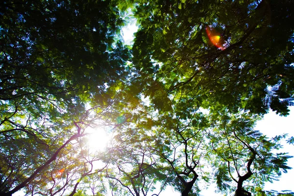 Sunlight Shines Top Big Tree Morning Ants Eyes View — Stock Photo, Image