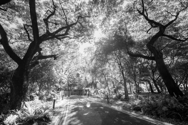 黒と白 庭の道は大きな木の上に輝く日差しで日陰になっていました — ストック写真