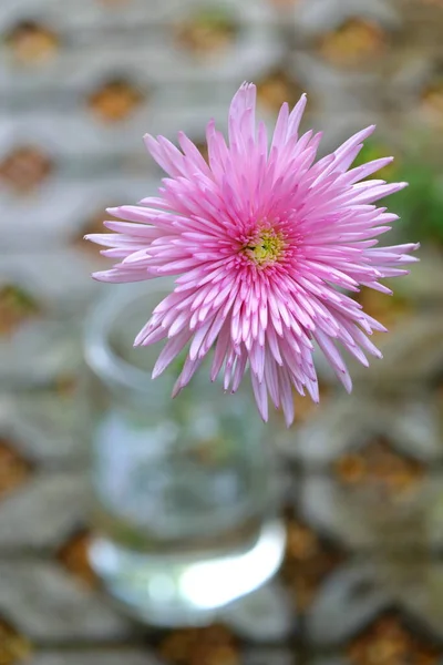 Closeup Pink Chrysanthemum Flower Glass Bottle Stone Floor Background — Stock Photo, Image