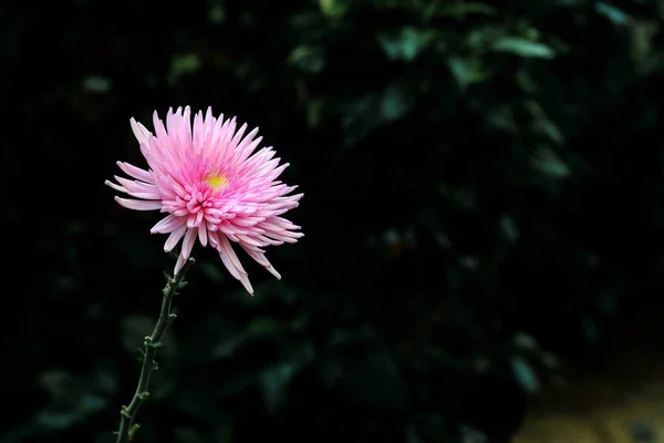 Rosa Krysantemum Blomma Mörka Blad Bakgrund — Stockfoto