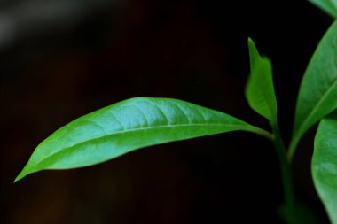 Yakın plan Cerbera odollam ağacının genç çekimleri sisle kaplıdır.