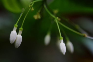 Wrightia din çiçeğinin koyu arkaplandaki büyük yakın çekimi.