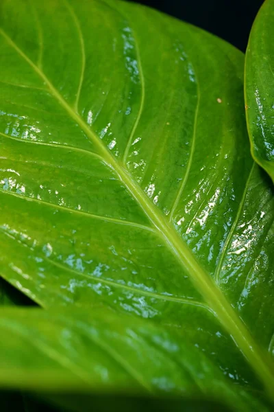 Big Closeup Anthurium Jenmanii Engl Leaves Covered Mist — 스톡 사진