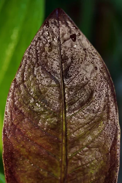 Big Closeup Anthurium Jenmanii Engl Leaves Covered Mist — стоковое фото
