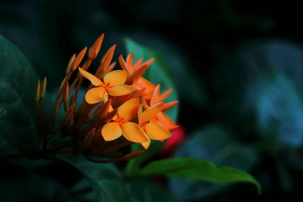 Stor Närbild Ixora Blomma Mörk Bakgrund — Stockfoto