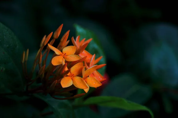 Stor Närbild Ixora Blomma Mörk Bakgrund — Stockfoto