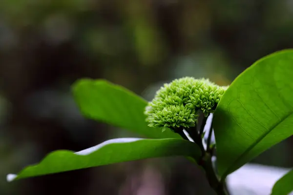 Karanlık arka planda Ixora çiçeğinin genç hali.